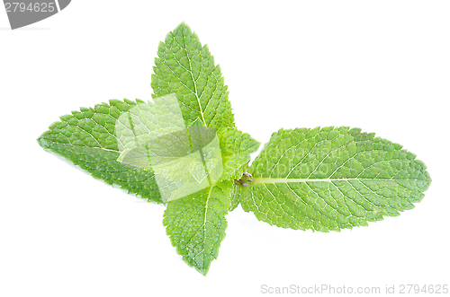 Image of Peppermint