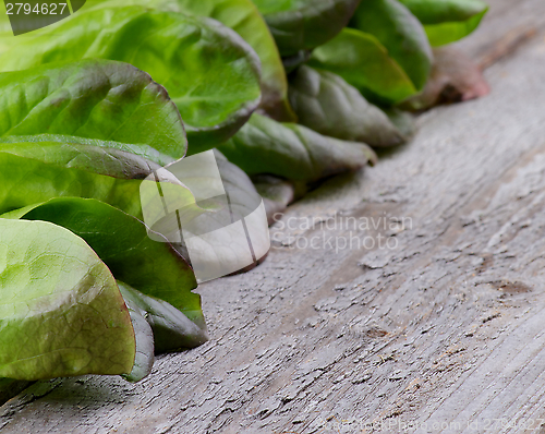 Image of Butterhead Lettuce