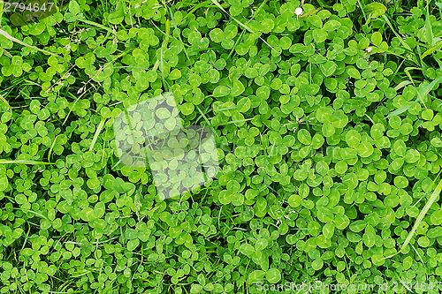 Image of close up of clover plants 