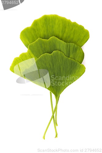 Image of Ginkgo biloba leaf isolated on white