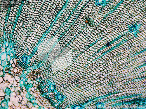 Image of Pine Wood micrograph