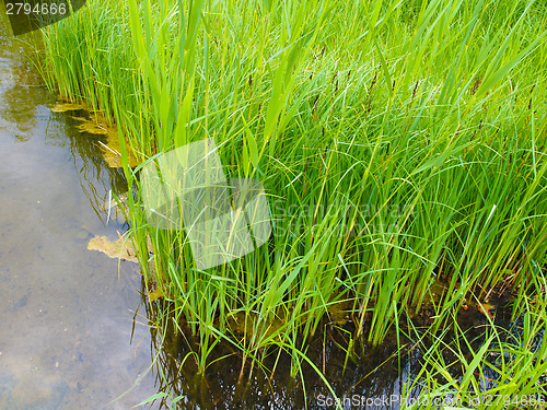 Image of Pond grass