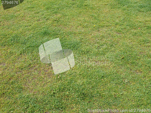 Image of Meadow grass