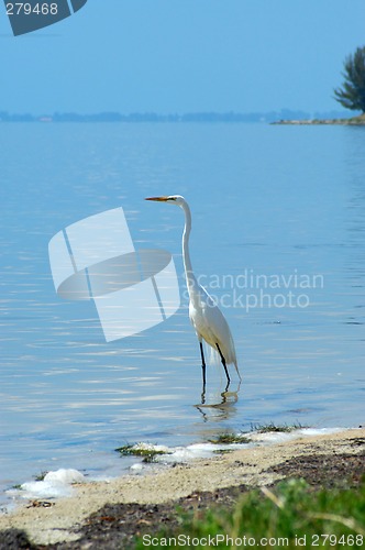 Image of White heron at water