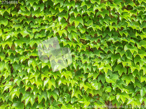 Image of Ivy leaves