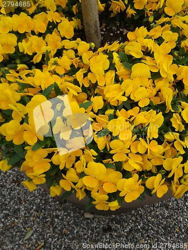 Image of Tangerine Gem flower