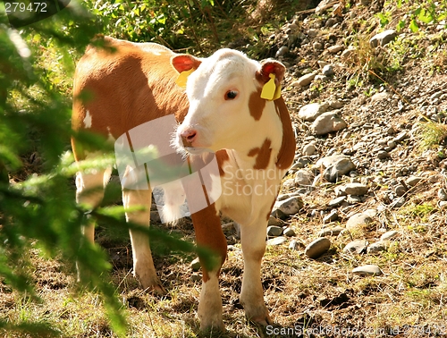 Image of Cute calf