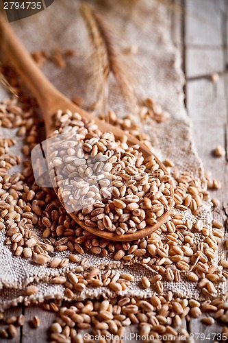 Image of wheat grain