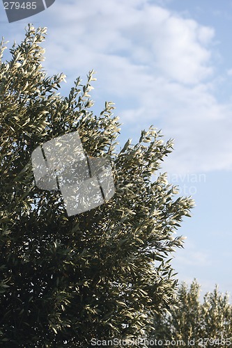 Image of olive tree and sky