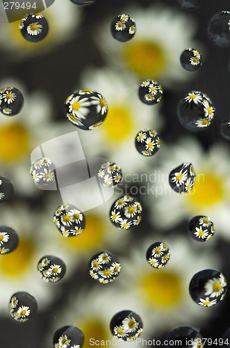 Image of Flower reflections
