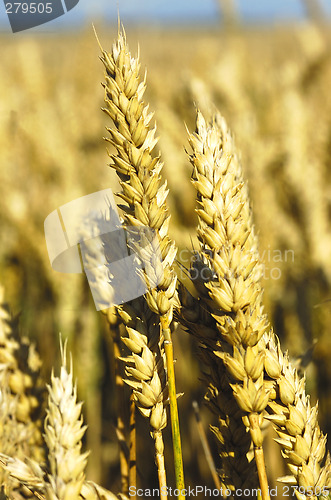 Image of wheat ripe