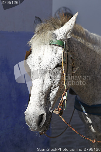 Image of Close-up of a white horse with cart