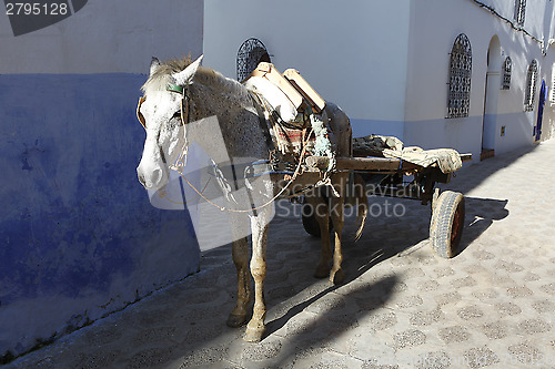 Image of Horse carts in Morocco