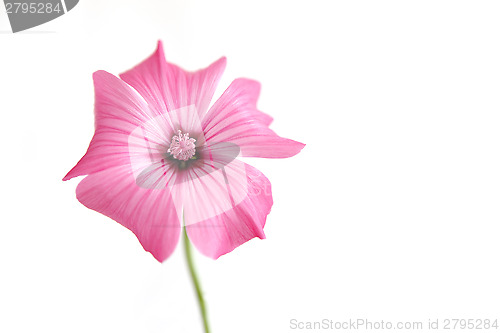 Image of Pink mallow