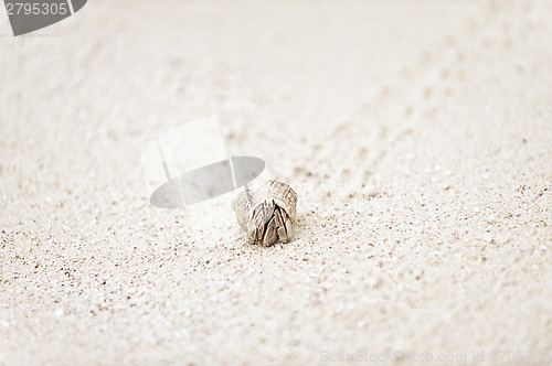 Image of hermit crab