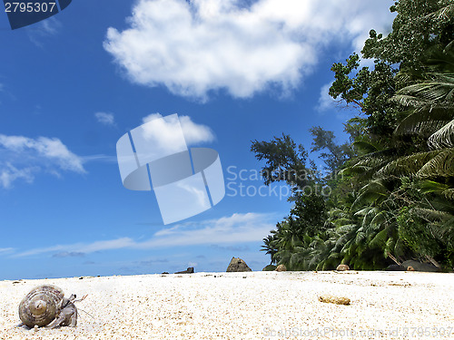 Image of Tropical beach