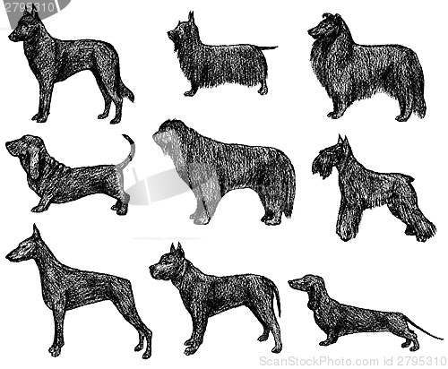 Image of Dogs