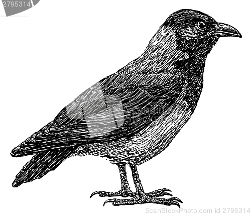 Image of crow
