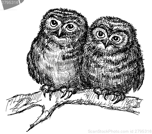 Image of two owls