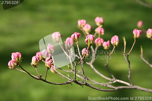 Image of blooming branch