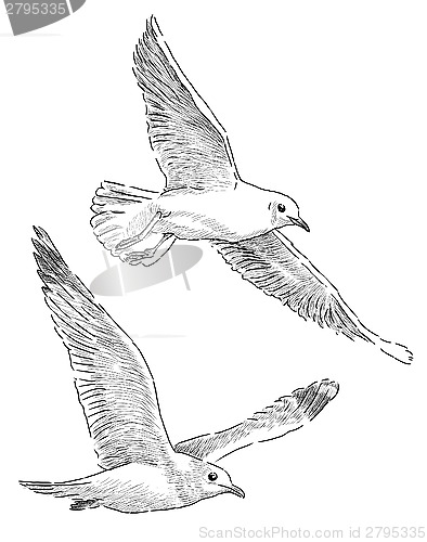 Image of sea gulls