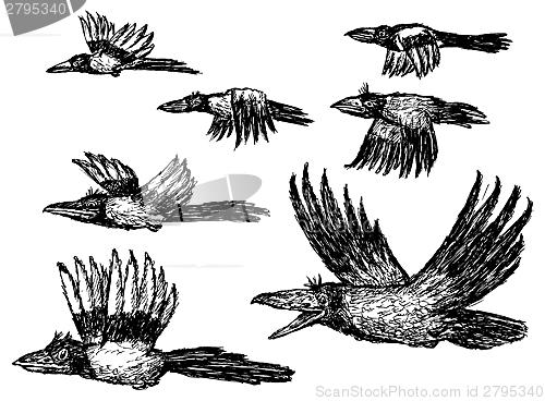 Image of flying crows