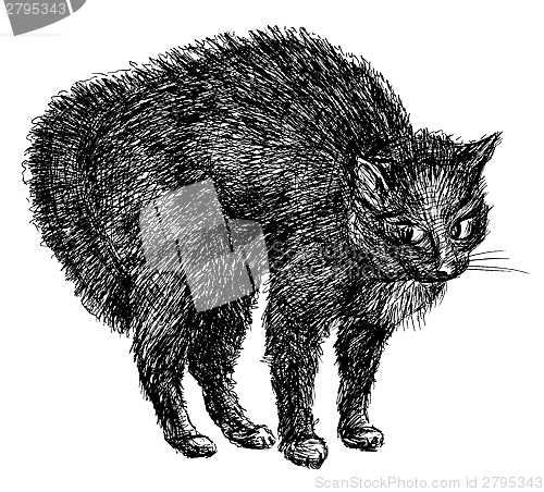 Image of black cat