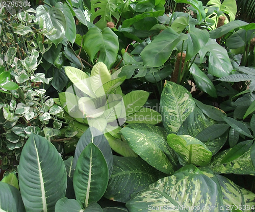 Image of foliage plants
