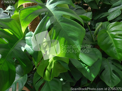 Image of foliage plants