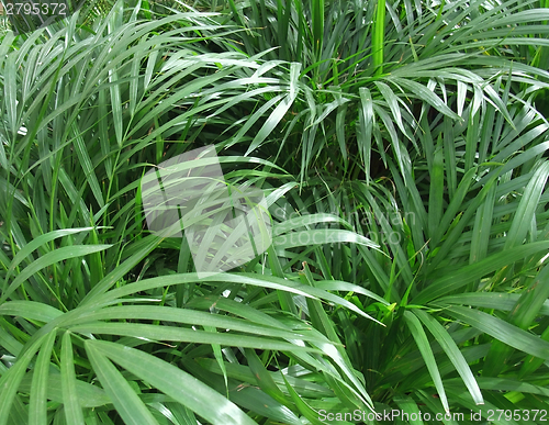 Image of foliage plants