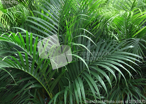 Image of foliage plants