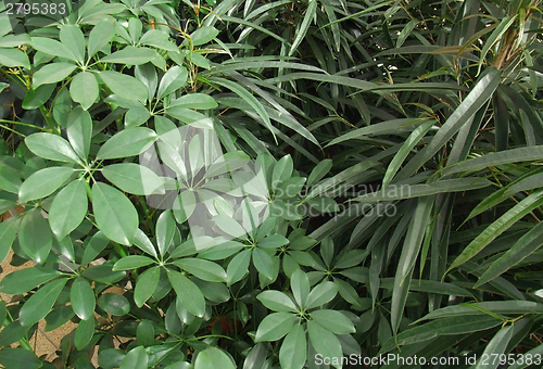 Image of foliage plants