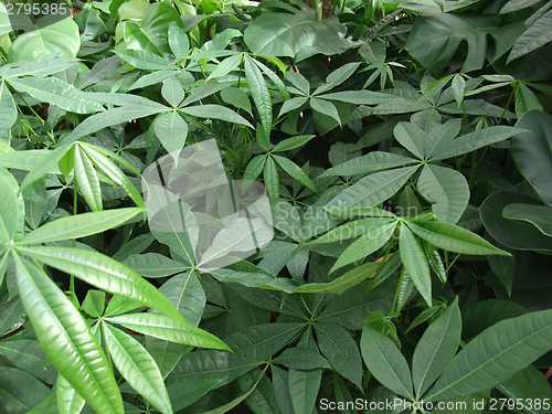 Image of foliage plants