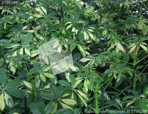 Image of foliage plants