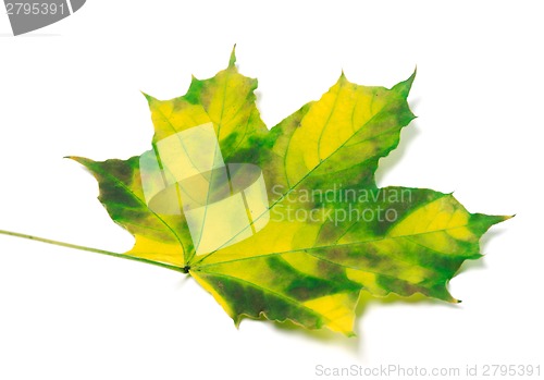 Image of Yellowed maple leaf