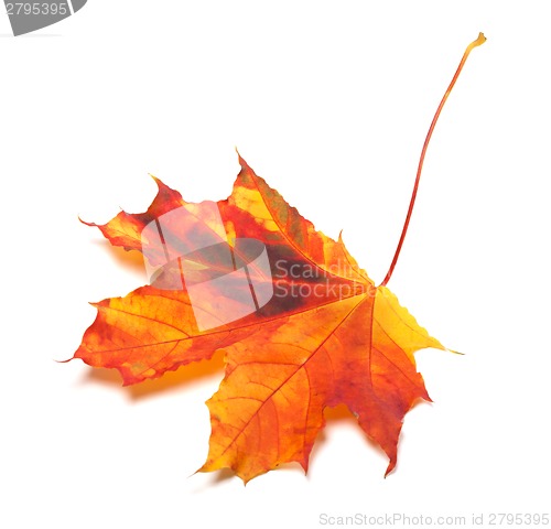Image of Autumn yellowed maple-leaf