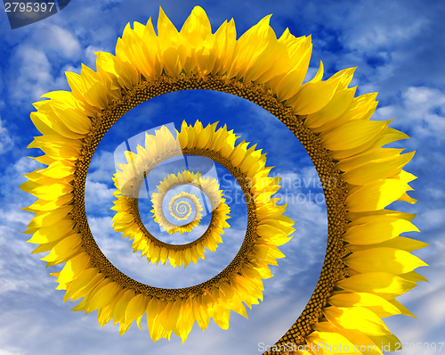 Image of Abstract sunflower spiral