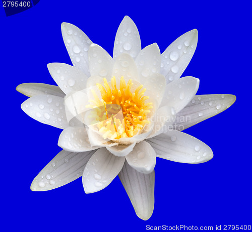 Image of Victoria amazonica, water lilie
