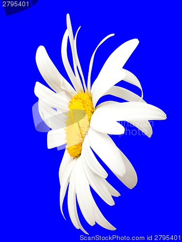 Image of White chamomile on blue. Close-up view