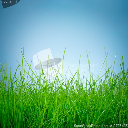 Image of Spring green grass