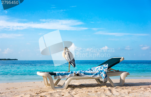 Image of Grey Heron on a sun lounger