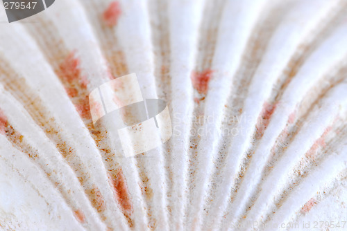 Image of Seashell surface