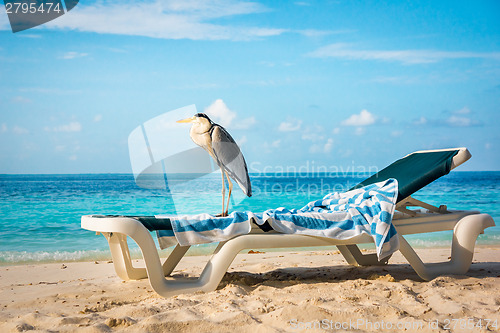 Image of Grey Heron on a sun lounger