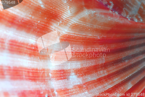 Image of Seashell surface