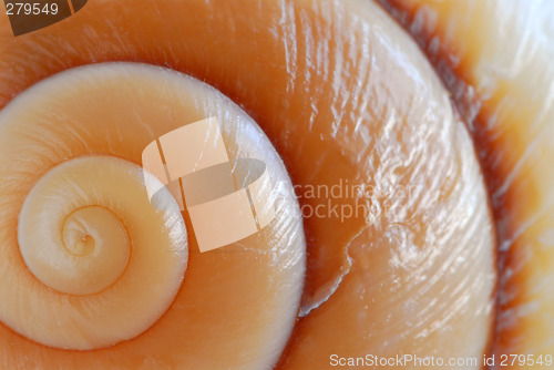 Image of Seashell surface