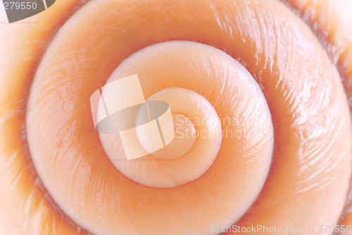 Image of Seashell surface