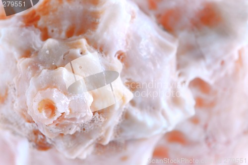 Image of Seashell surface