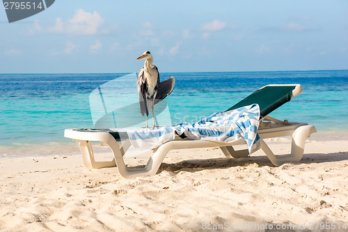 Image of Grey Heron on a sun lounger