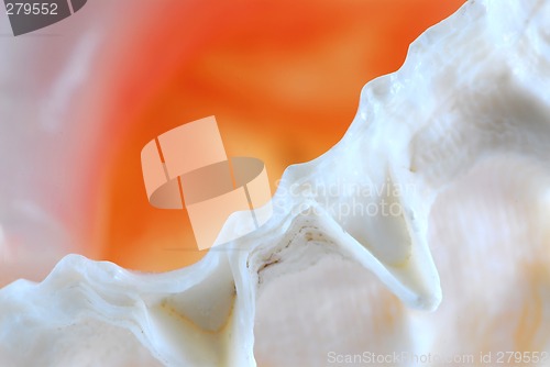 Image of Seashell fragment