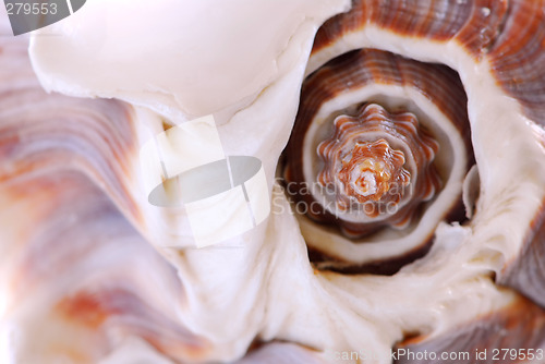 Image of Seashell fragment